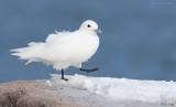 _NW98033 Ivory Gull