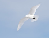 _NW98151 Ivory Gull In Flight