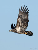 _NW99307 Bald eagle Juvenile.jpg