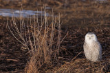 _NW91194 Snowy owl in marsh.jpg
