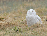 _NW92408 Snowy Owl in Grass.jpg
