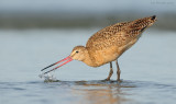 _NW90554 Marbled Godwit Late Light.jpg