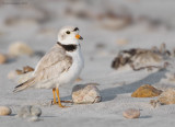 _NW07593 Piping Plover Adult