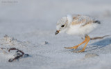 _NW07596 Piping Plover Chick Seeking Food