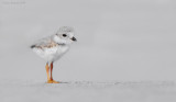 _NW07784 Piping Plover Chick
