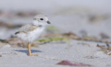 _NW07810 Piping Plover Chick Gravel Beach