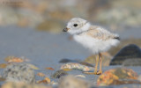 _NW07848  Piping Plover Chick Gravel Beach