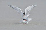 _NW04026 Common Terns breeding