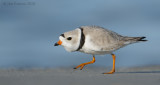 _NW09164 Piping Plover