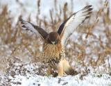 Red Tail Hawk in Snow