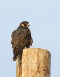 Peregrine Falcon Jumbo Sized female