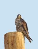 Peregrine Falcon Jumbo Sized female