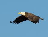 Bald Eagle In Flight~Long Light