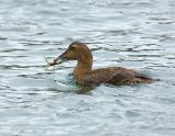 186 Common Eider Female with Prey (crab)