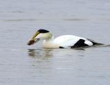 189 Common  Eider Male