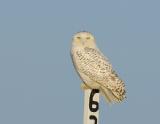 Snowy Owl at Mile 6.3