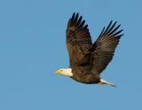 Bald Eagle In Flight~Late Afternoon Light