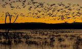Bosque del Apache NWR Snow Goose Fly out At Dawn