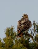 Red Tail Hawk at Dawn