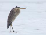 Great Blue Heron ~ Winter Salt Marsh