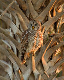Barred Owl at Sunset in Palm