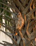 Barred Owl at Sunset in Palm