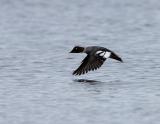 Common Goldeneye Female in Flight, Merrimack River, Newburyport Massachusetts