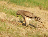 Juvenile Red Shoulder Hawk Pouncing on Grasshopper