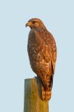 Juvenile Red Shoulder Hawk At Sunset