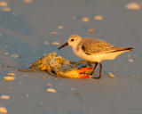 214 Sanderling and Crab at Sunset