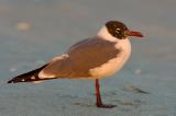 216 Laughing Gull at Sunset