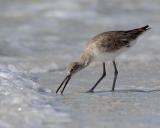  Willet in the Surf