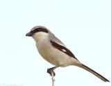 Loggerhead Shrike, White Pelican National Wildlife Refuge, Sebastian Florida