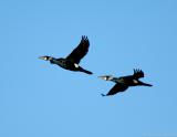 Great Cormorant~Merrimack River, Amesbury, Massachusetts