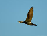 Great Cormorant~Merrimack River, Amesbury, Massachusetts