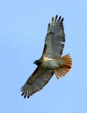 Red Tail Hawk in Flight