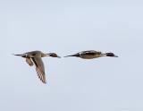 193 _JFF0014  Northern Pintail Ducks in Flight