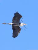 Grerat Blue Heron Nesting Materials.jpg