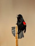 _JFF0088 Red Wing Black Bird