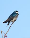 _JFF0110 Swallow Branch Blue Sky.jpg