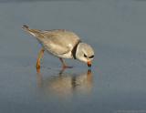 JFF0450 Piping Plover Feeding