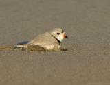 JFF0474 Piping Plover Laying in Sand