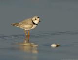 JFF0483 Piping Plover Shell