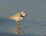 JFF0492 Piping Plover Sand Bubbles