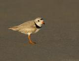 JFF0498 Piping Plover Long Light on Sand