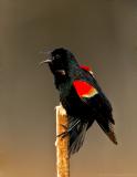 Red Wing Blackbird on Cat Tail