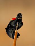 _JFF0801 Red Wing Black Bird  on Cat Tail