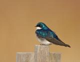 Tree Swallow on Nest Box