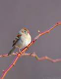 Field Sparrow on Thorns
