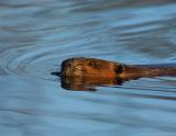 _JFF1375 Beaver Swimming L.jpg